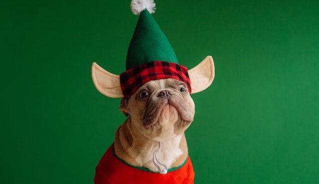 A happy French bulldog wearing a red and green Christmas hat and jumper, against a green background