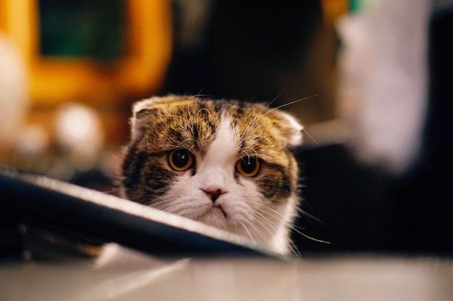 A tabby and white cat stares straight at the camera with a grumpy look on its face and flat-back ears
