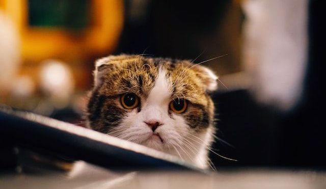 A tabby and white cat stares straight at the camera with a grumpy look on its face and flat-back ears