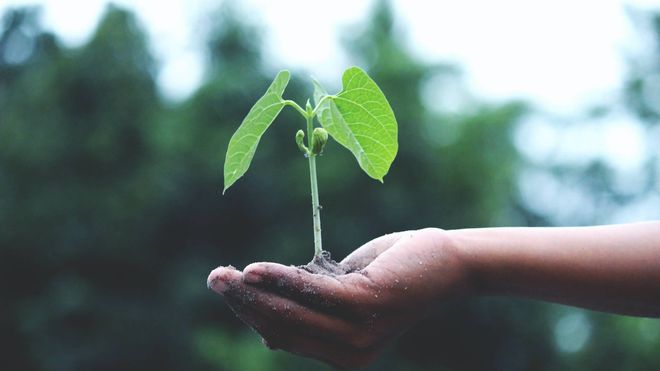Hand holding a small plant shoot in soil against blurred nature background.