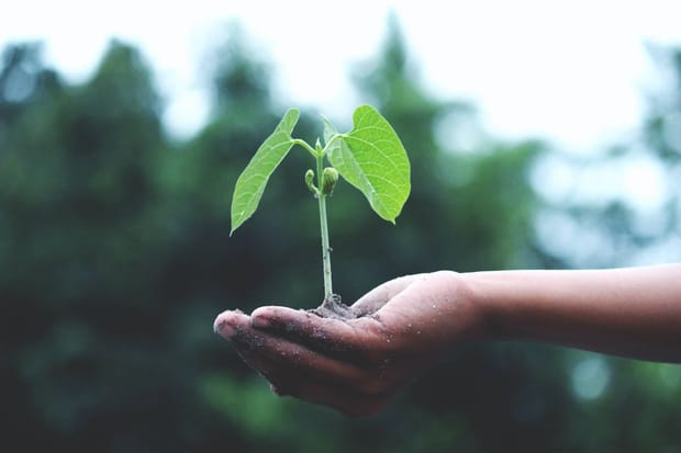 Hand holding a small plant shoot in soil against blurred nature background.