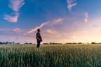 Man standing in field of corn looking up at a beautiful blue and pink sunset sky.