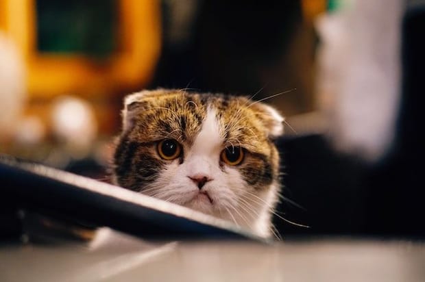 A tabby and white cat stares straight at the camera with a grumpy look on its face and flat-back ears